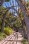 Arbour of bougainvillea over a pathway