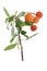 Arbutus branch and very ripe orange fruit on a white background