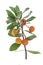 Arbutus branch and very ripe orange fruit on a white background