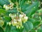 Arbutus flowers evergreen shrub garden plant