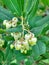 Arbutus flowers evergreen shrub garden plant