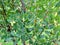 Arbutus flowers evergreen shrub garden plant