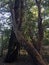 Arbutus tree along Trail through the trees, Spider Lake Provincial Park, BC