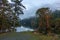 Arbutus Tree at Roche Cove on Vancouver Island, BC