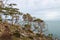 Arbutus trees on the rocky coast of the Salish Sea