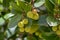 Arbutus unedo evergreen strawberry tree with yellow green unripened fruits, branches with green leaves