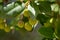 Arbutus unedo evergreen strawberry tree with yellow green unripened fruits, branches with green leaves