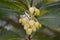 Arbutus unedo or strawberry flowers branch tree