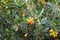 Arbutus unedo or strawberry fruit, white flowers and leaves in tree