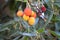 Arbutus unedo or strawberry fruits in a tree