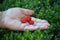 Arbutus unedo or strawberry tree fruits on woman`s open hand palm