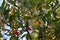 Arbutus unedo or strawberry white flowers and fruits in a tree