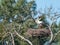 Arcachon Bay, France. Couple of white storks in the ornithological reserve of Le Teich