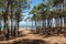 Arcachon Bay, France. Gascony forest and sandbank of Arguin