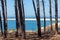 Arcachon Bay, France : the pine forest in front of the sand bank of Arguin and close to the dune of Pilat