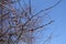 Arch like branch of apricot with closed flower buds against blue sky in March