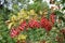 Arch like branch of Berberis vulgaris with red berries