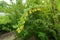 Arch-like branch of blossoming Berberis vulgaris in May