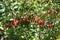 Arch-like branch of common barberry with red berries in autumn