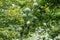 Arch-like branch of Viburnum opulus sterile with round white inflorescences in mid May