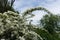 Arch-like branches of blossoming germander meadowsweet in May