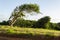 Arch Mango Tree Over Line of Tree