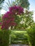 Arch of pink bougainvillea flowers