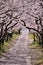 Arch of sakura blossom
