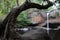 Arch tree over Haew Su Wat waterfall in Khaoyai National Park, Thailand