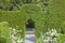 Arch in trimmed green hedge in topiary garden