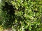 arch way of white flowering jasmine vine