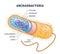 Archaebacteria inner and outer anatomical bacteria structure outline diagram