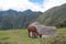 In the archaeological zone of Machu Picchu live llama animals that have a name engraved on one of the animal`s ears. They are foun