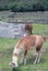 In the archaeological zone of Machu Picchu live llama animals that have a name engraved on one of the animal`s ears. They are foun