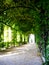 arched green arbor and stone pathway covered by lush green and yellow climbing plants