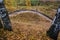 An arched path on the ground dotted with yellow leaves among two birches