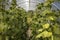 Arched polycarbonate greenhouse with a lot of ripening organic cucumbers