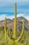 Arched saguaro cactus in the cliffs and hillsides of tuscon arizona in sabino national park in late afternoon sun