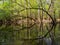 Arched Trees Along Waters Edge, Cedar Creek, Congaree National Park