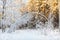 Arched white birche in snowy forest in sunshine