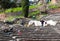 Archeologists excavating one of the stadiums at the ruins at Delphi Greece