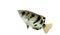 Archer fish Toxotes jaculatrix isolated on white background, C