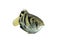 Archer fish Toxotes jaculatrix on white background, C