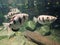 Archerfish in the deep transparent water. Toxotes jaculatrix . Carnivorous fish