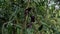 Archidendron pauciflorum (Blackbead, Dog Fruit, djengkol, jengkol) on the tree