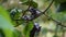 Archidendron pauciflorum (Pithecellobium lobatum, jengkol) on the tree