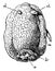 Archidoris Tuberculata, vintage illustration