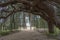 Arching Atlas Cedar Tree over a path to a greenhouse