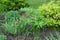 Arching stems of Polygonatum multiflorum with alternate leaves and slightly necked, pendent tubular white flowers