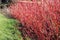 Architectural cornus shrub with red stems without foliage in winter
